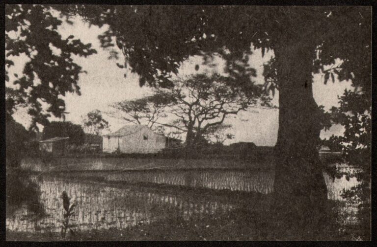 Hawaiian Rice Paddy Landscape