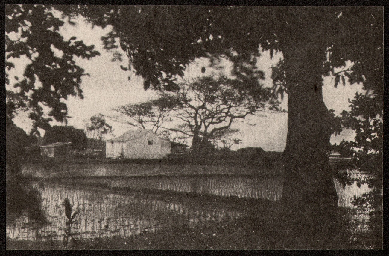 Hawaiian Rice Paddy Landscape