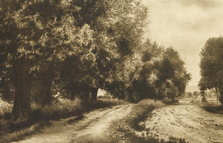 Weiden in Morgensonne