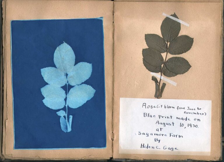 Rose (it bloom from June to November)