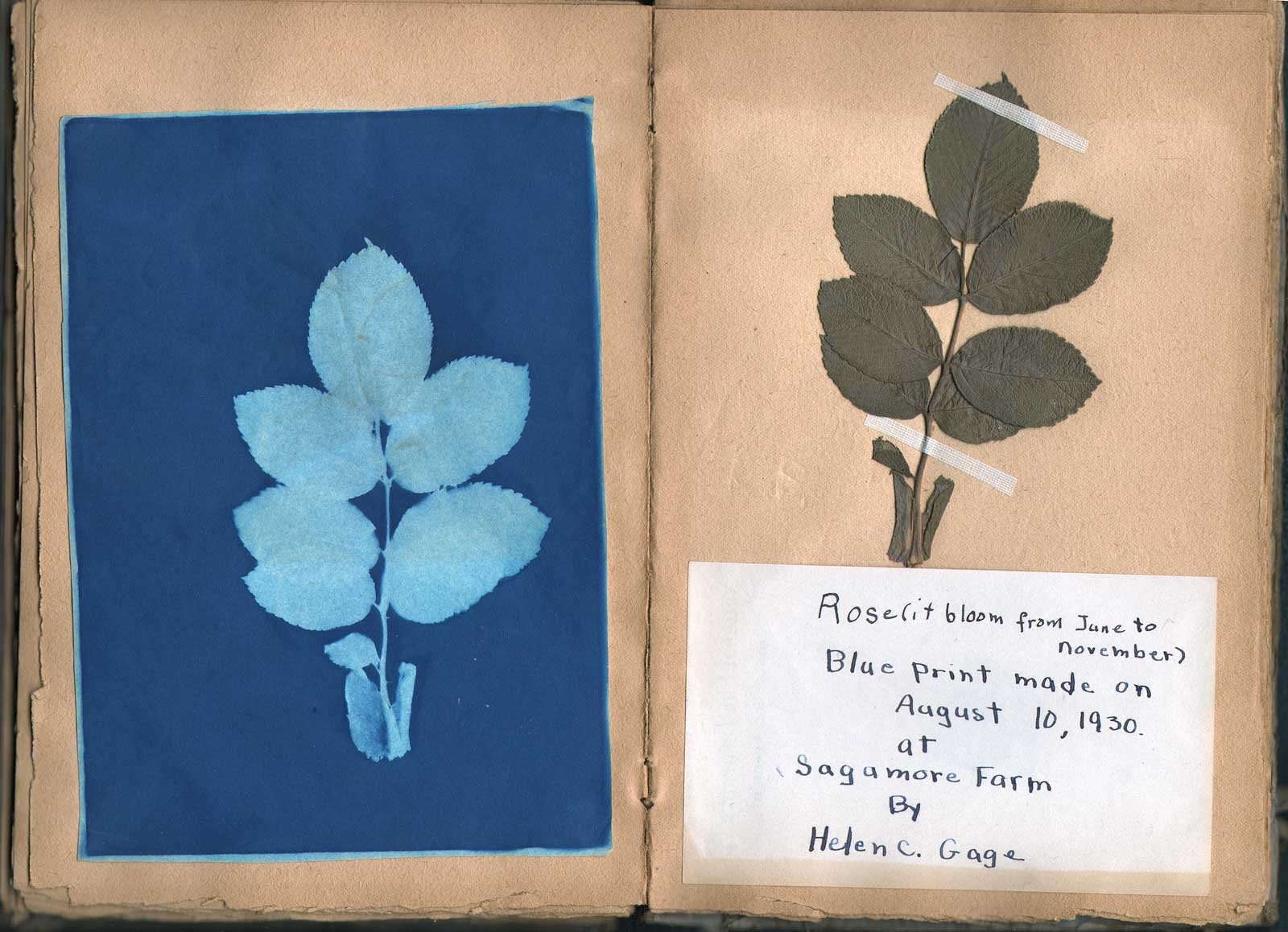 Rose (it bloom from June to November)