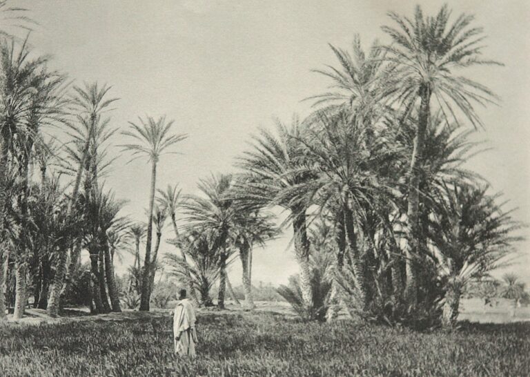 Palmenhain in Biskra