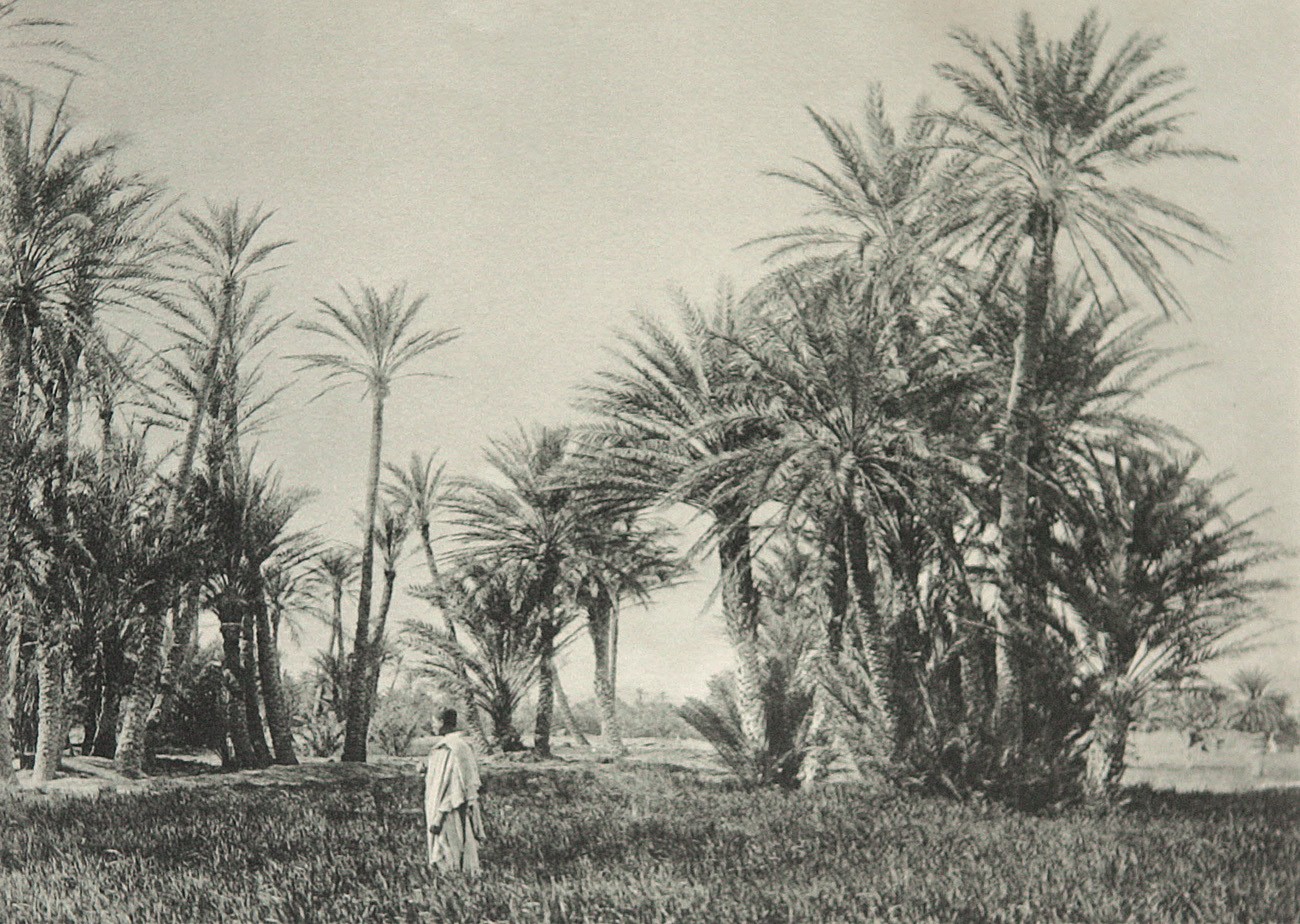 Palmenhain in Biskra
