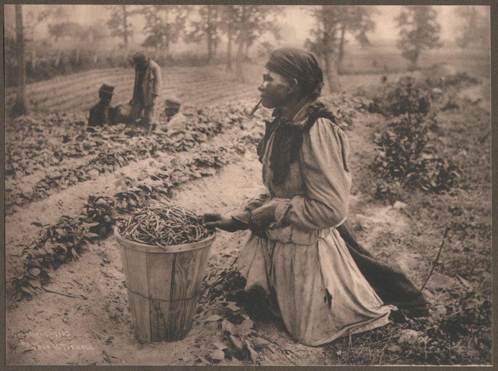 Scene on a Georgia Truck Farm
