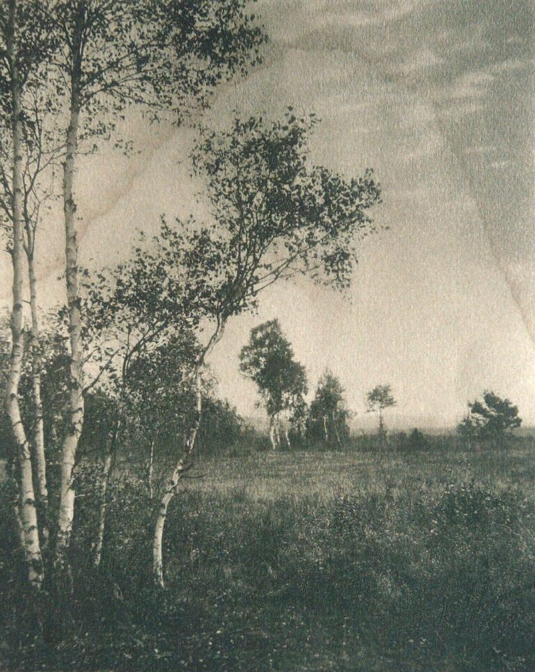 Untitled Landscape with Birch Trees