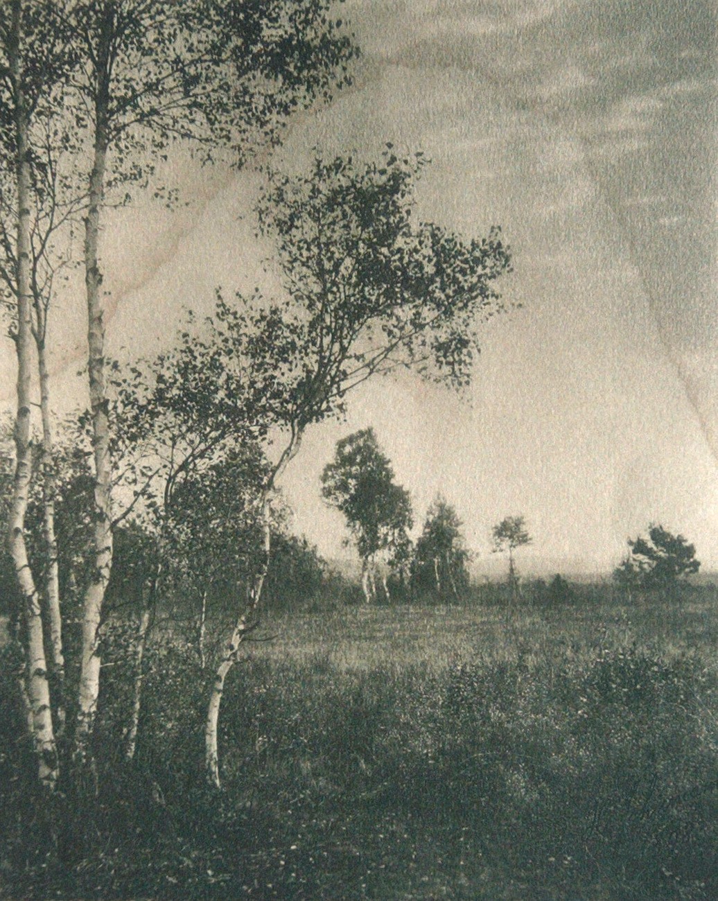 Untitled Landscape with Birch Trees
