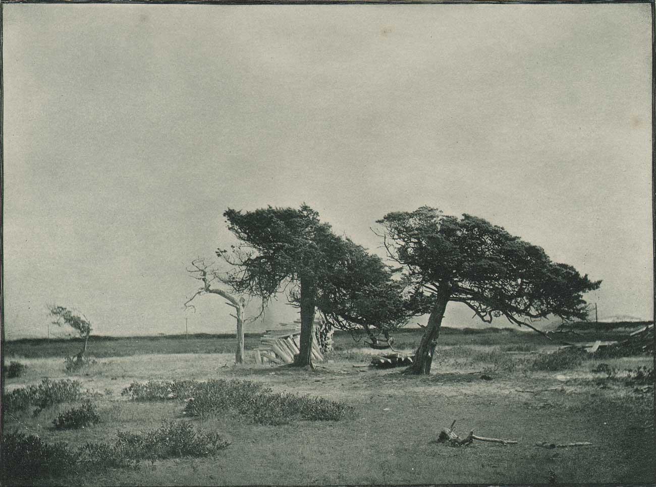 Sentinels of the Marsh