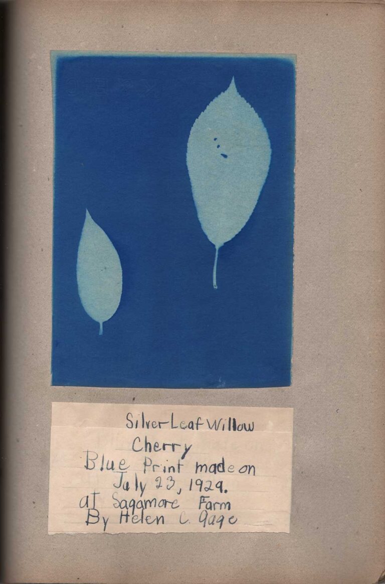 SilverLeaf Willow | Cherry