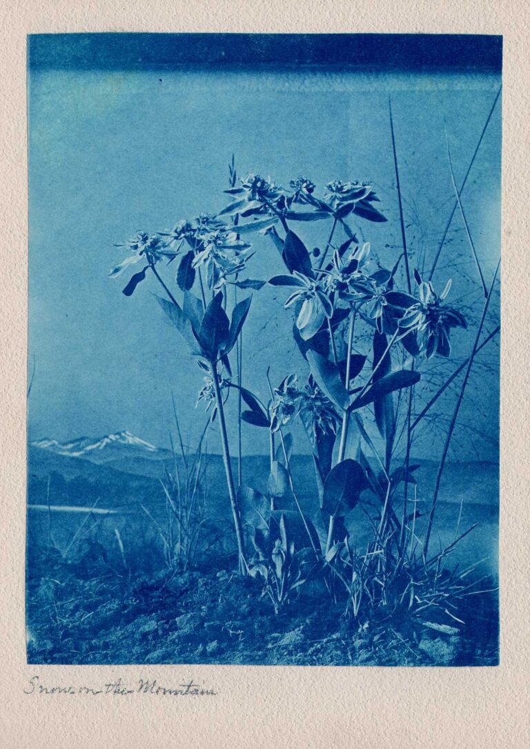 Snow on the Mountain