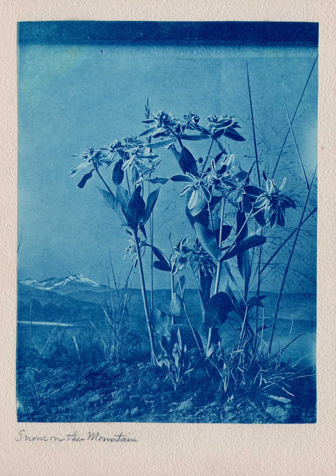 Snow on the Mountain