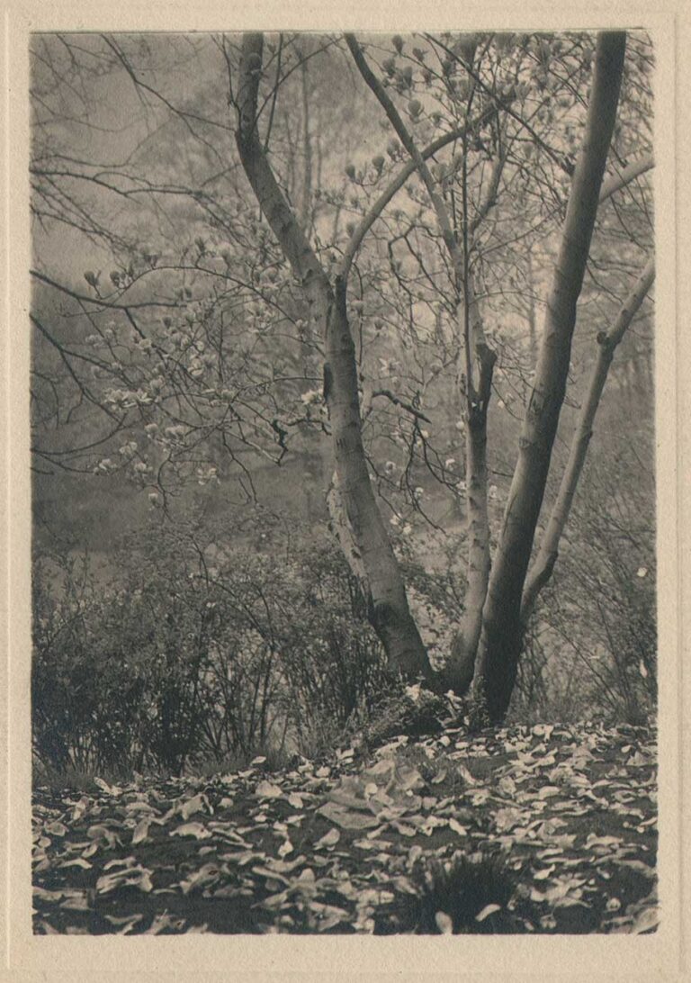 Spring Vista with Fallen Leaves