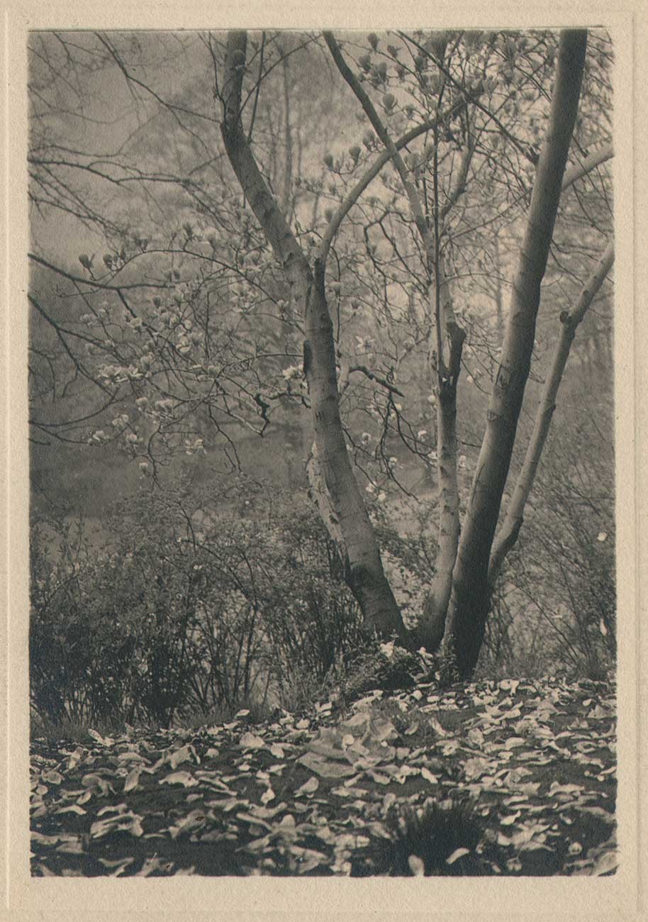 Spring Vista with Fallen Leaves