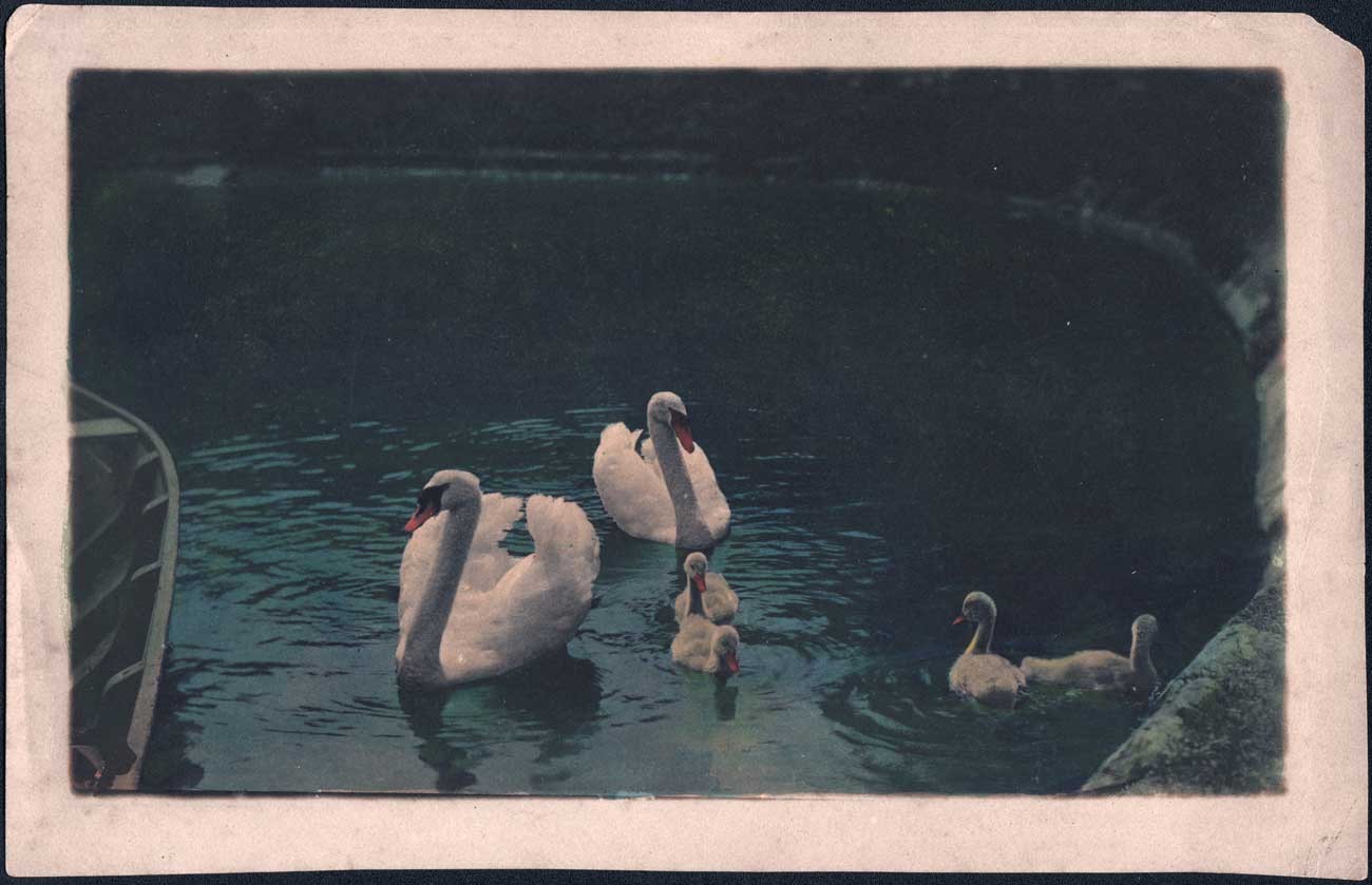 Swan Family
