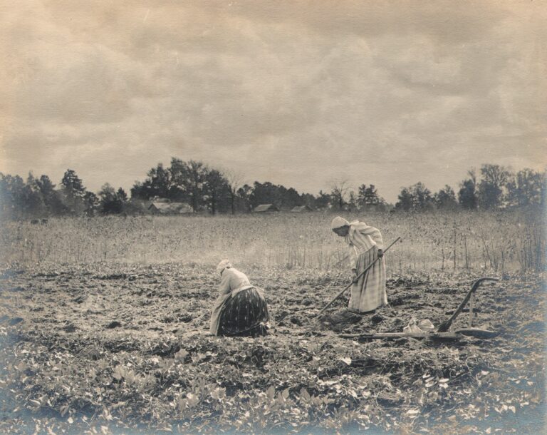 The Sweet Potato Field