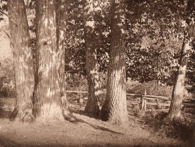 The Edge of the Wood