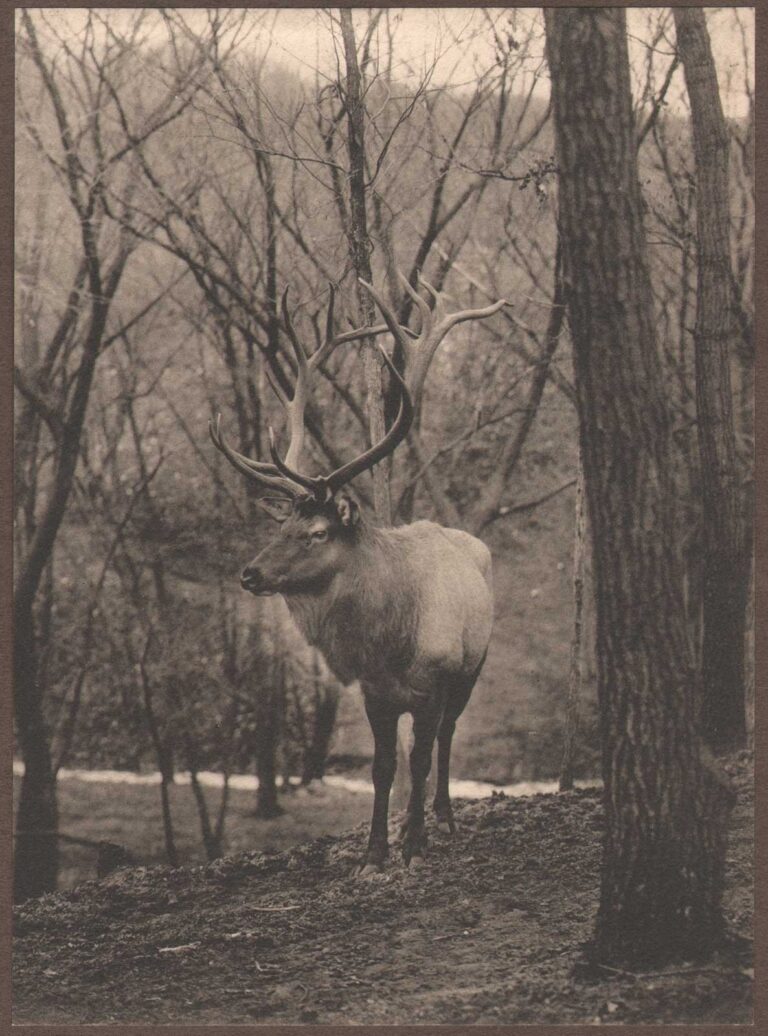 The Shot that did not Kill