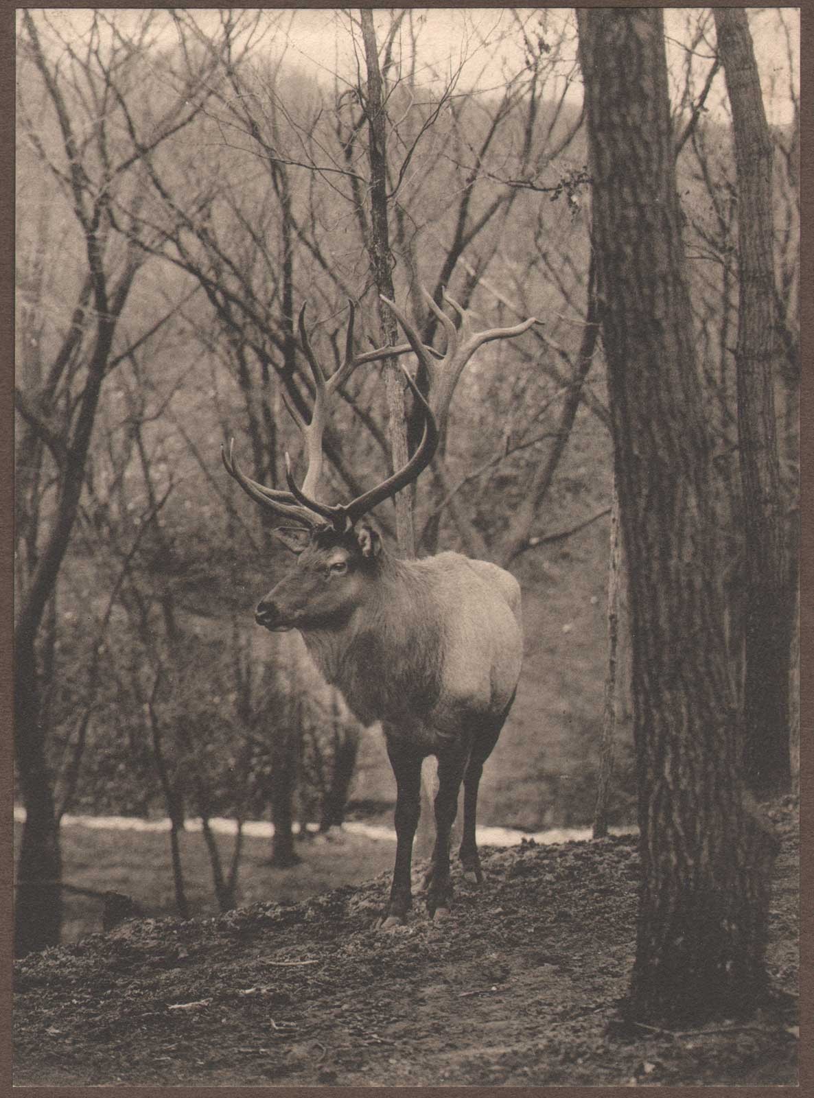 The Shot that did not Kill