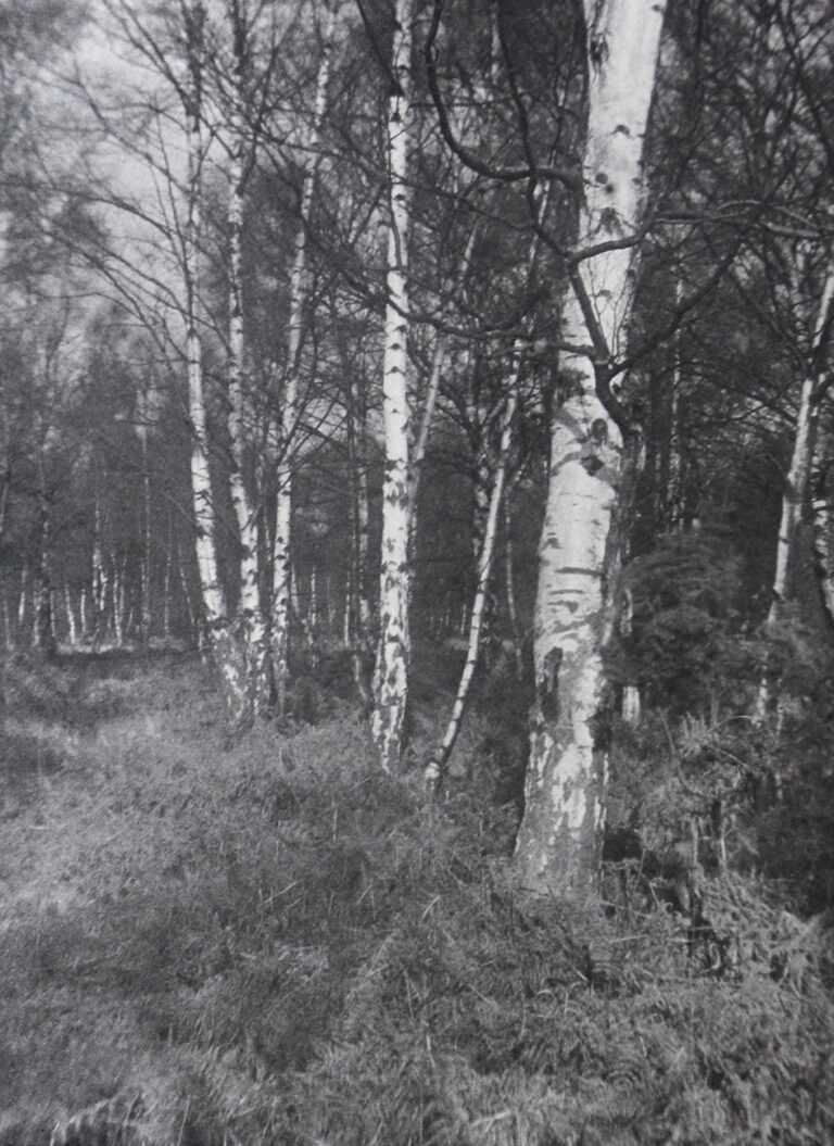 Birch and Bracken