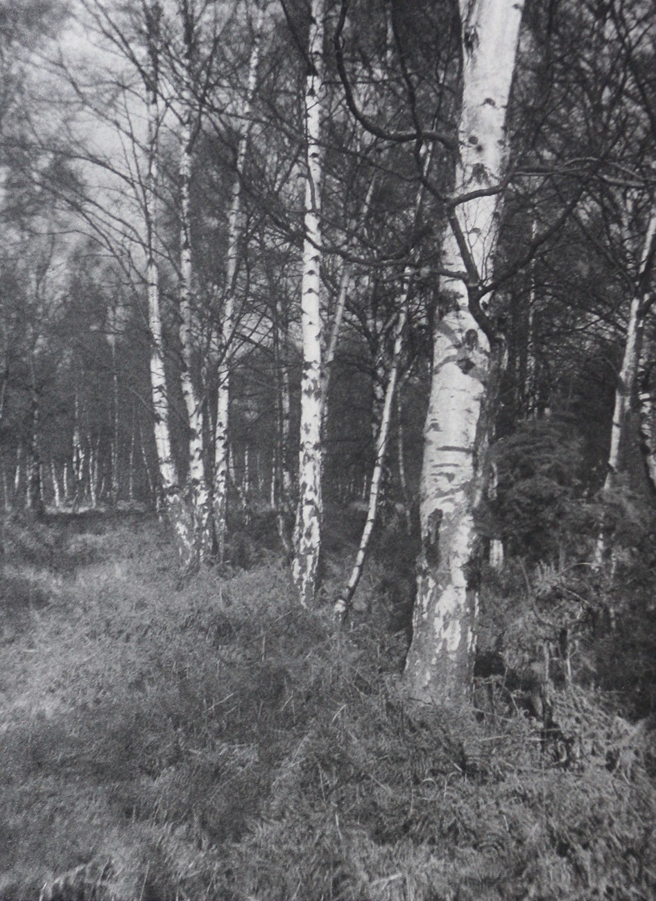 Birch and Bracken