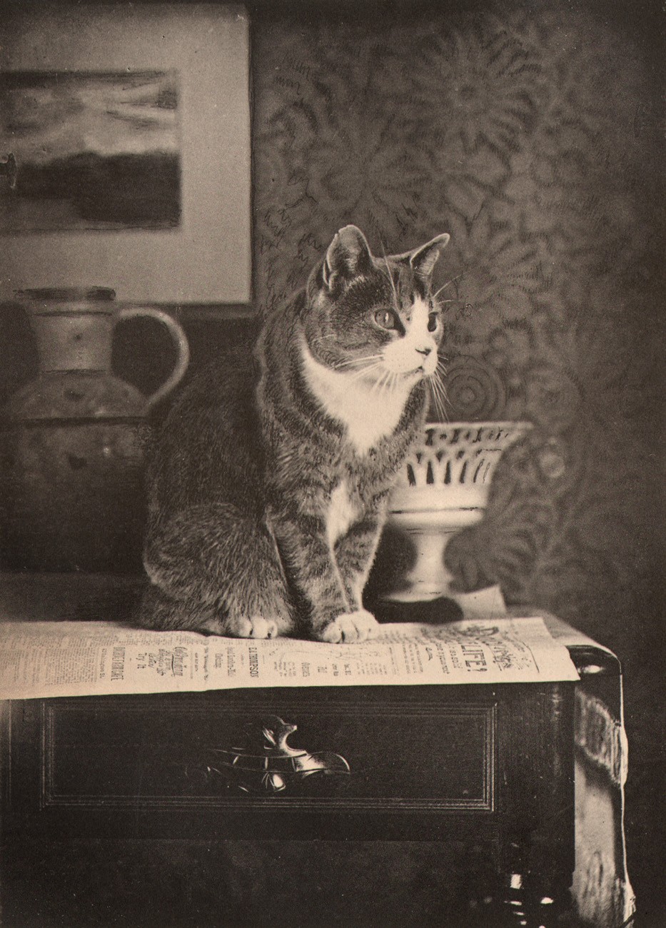 Thoughts of Puss on Life