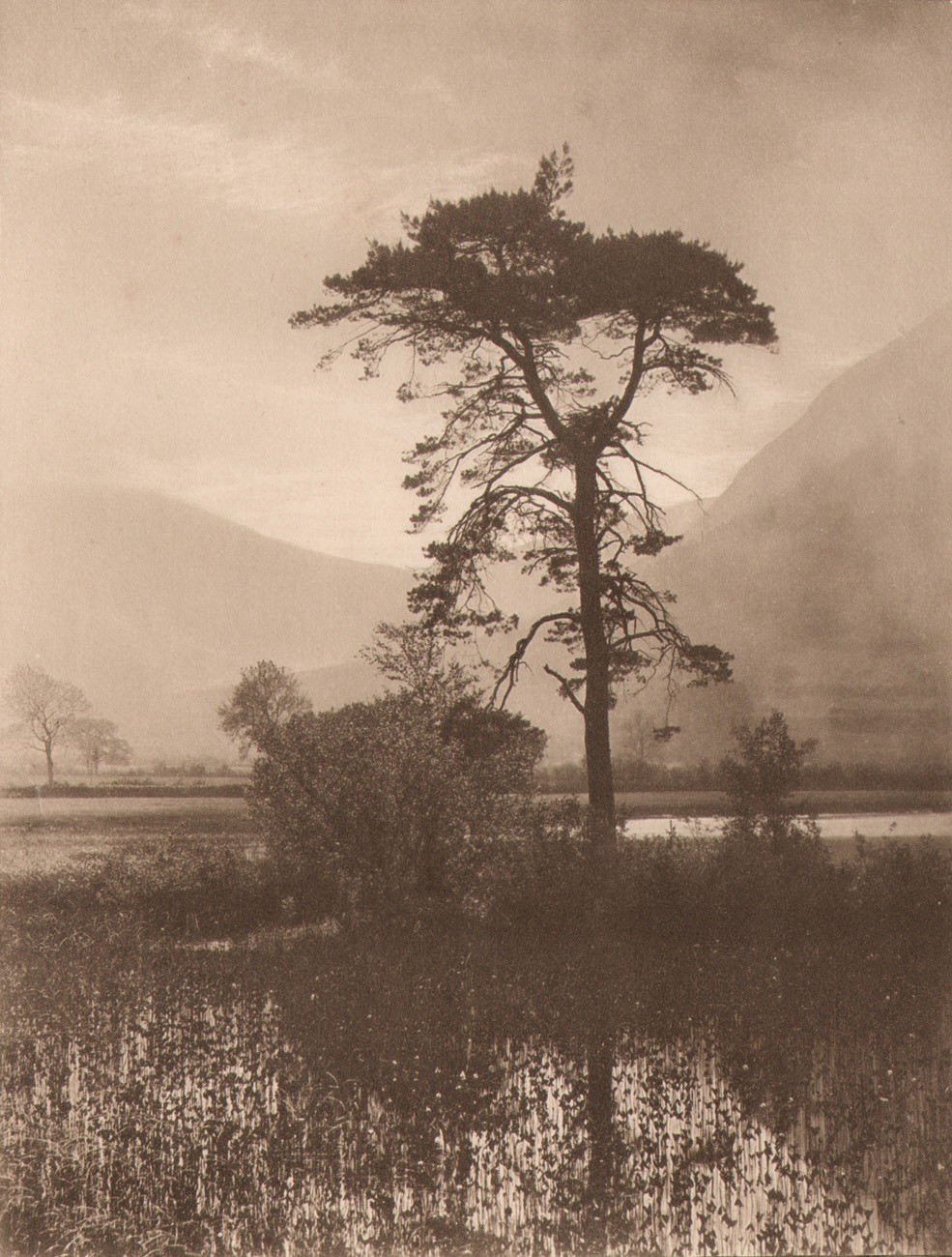 Out of the Marsh a Fir Tree Grew