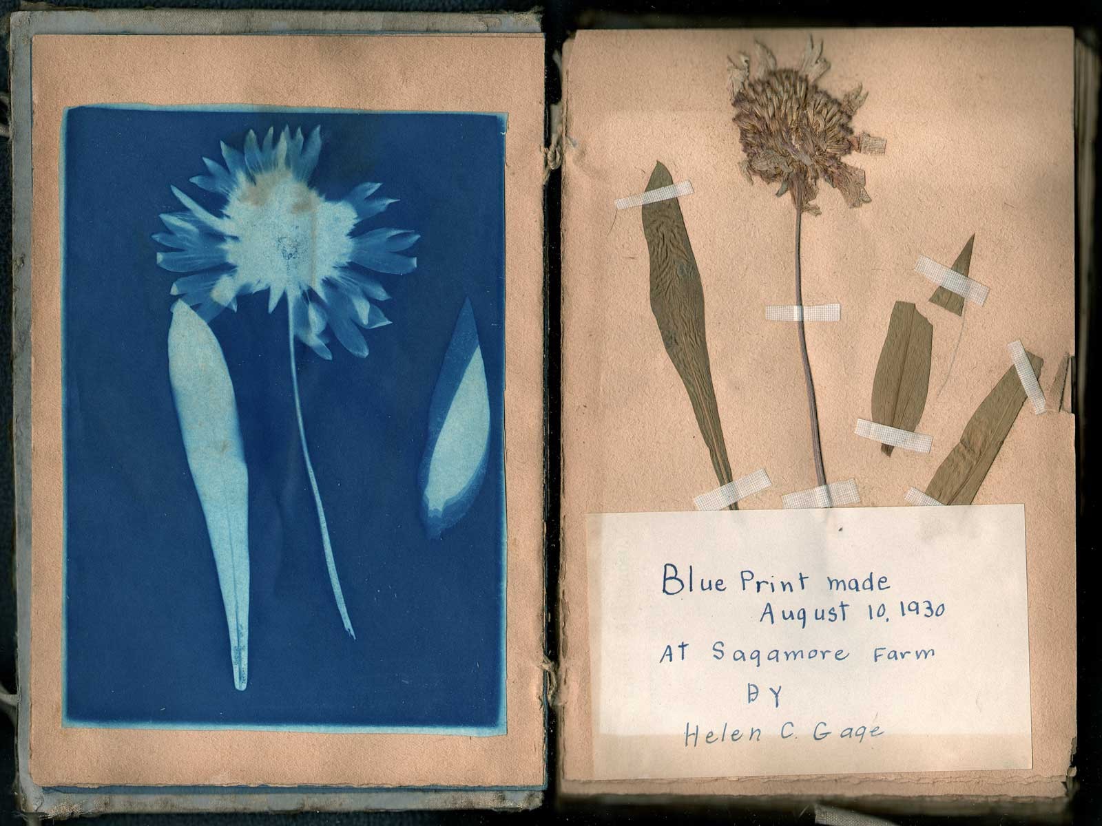 Helen’s Flower | Helenium