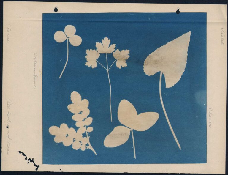 Violet | Clover | Columbine | Clover | Old Fashioned Rose