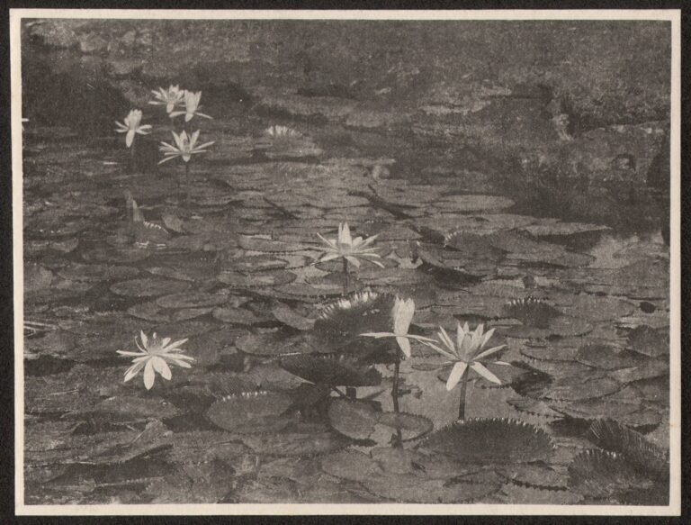 Japanese Garden Water Lily Study