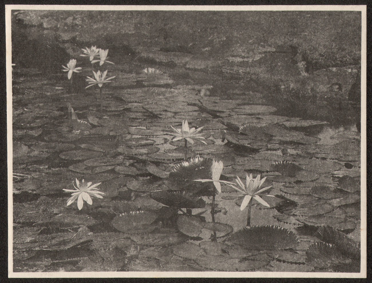 Japanese Garden Water Lily Study