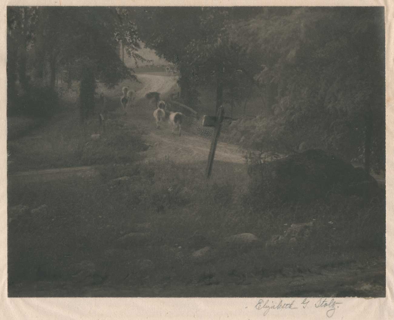 When the Cows go Home