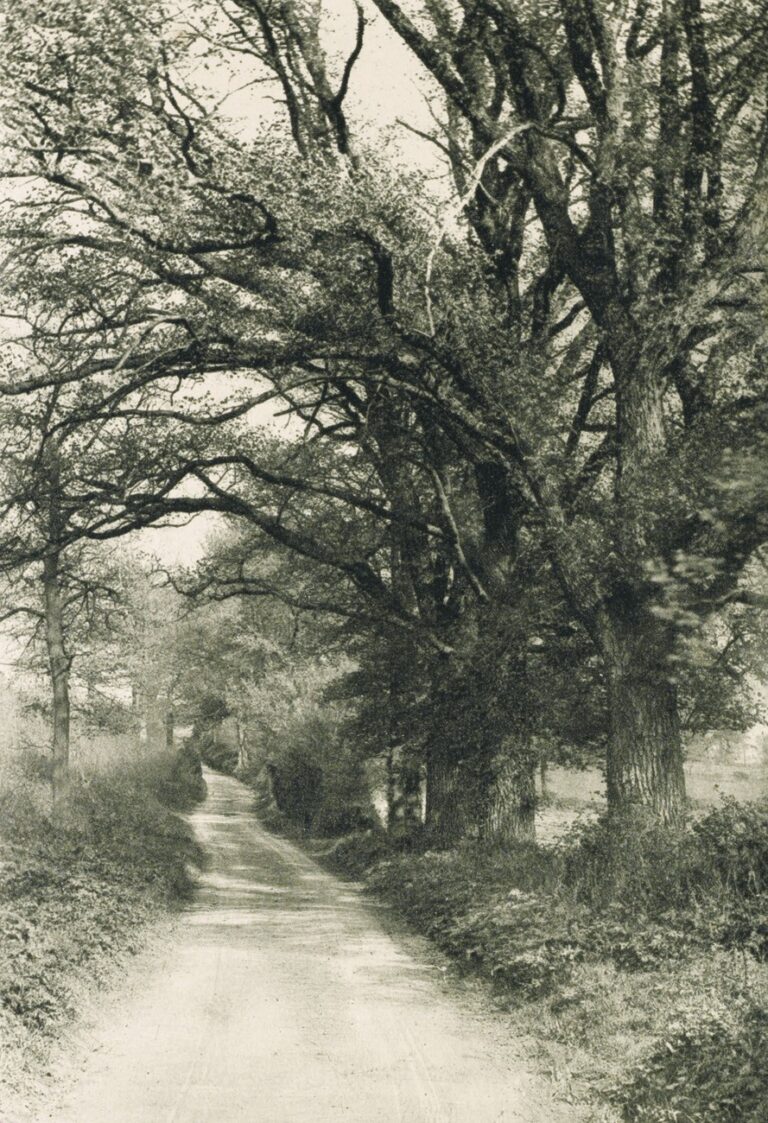 Where the Nightingale Sings