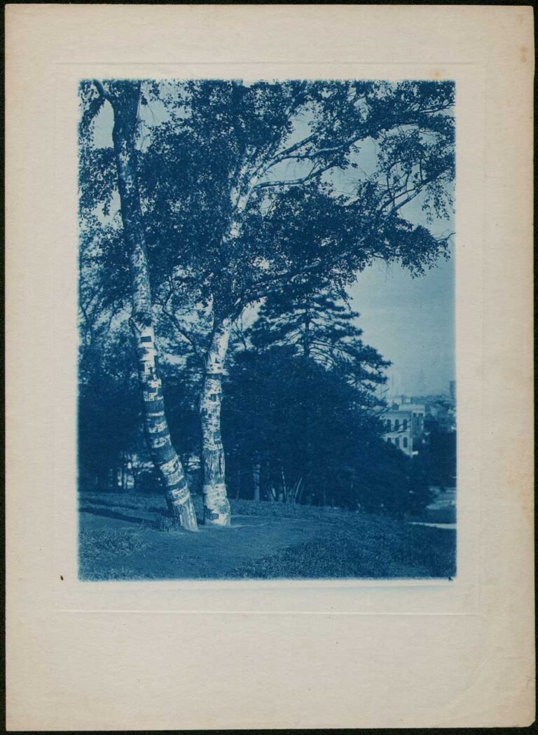 White Birch Trees on Hill