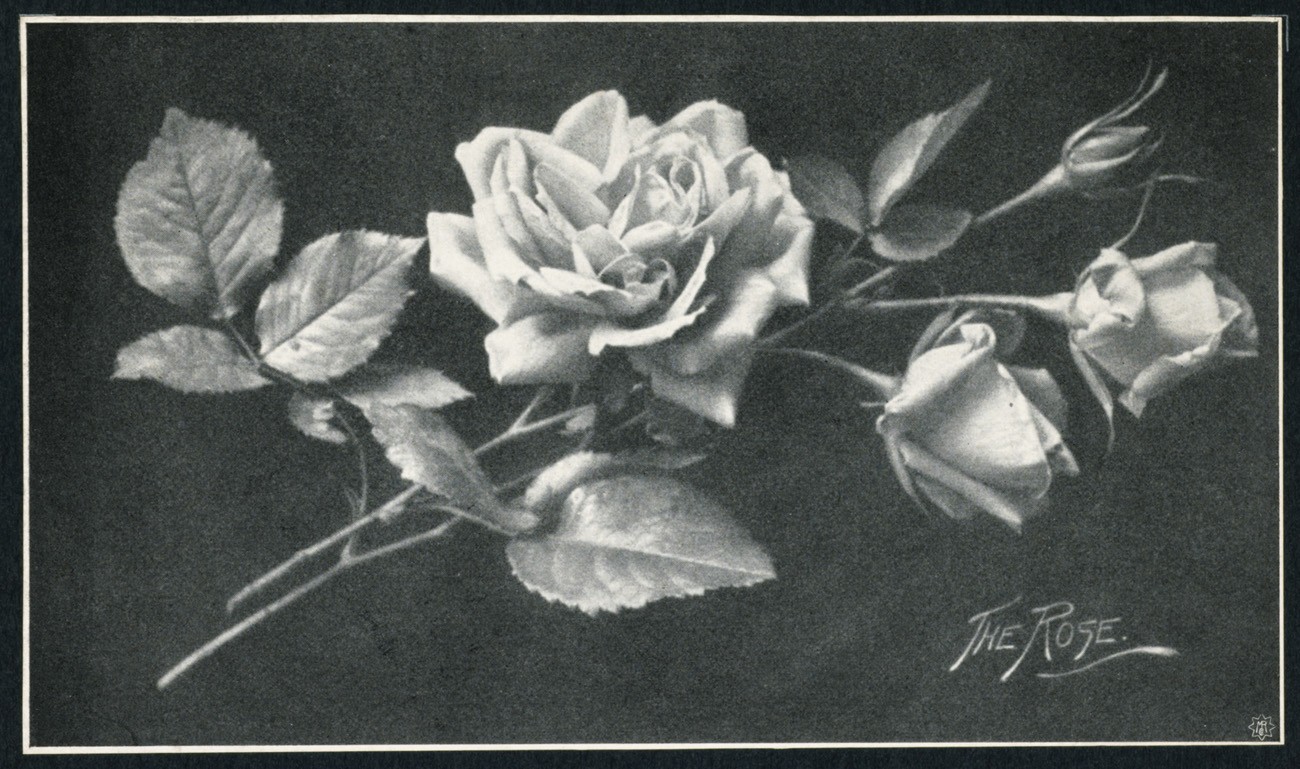 The Rose