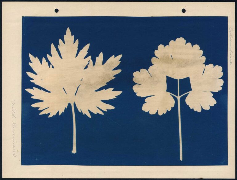 Wild Geranium | Columbine