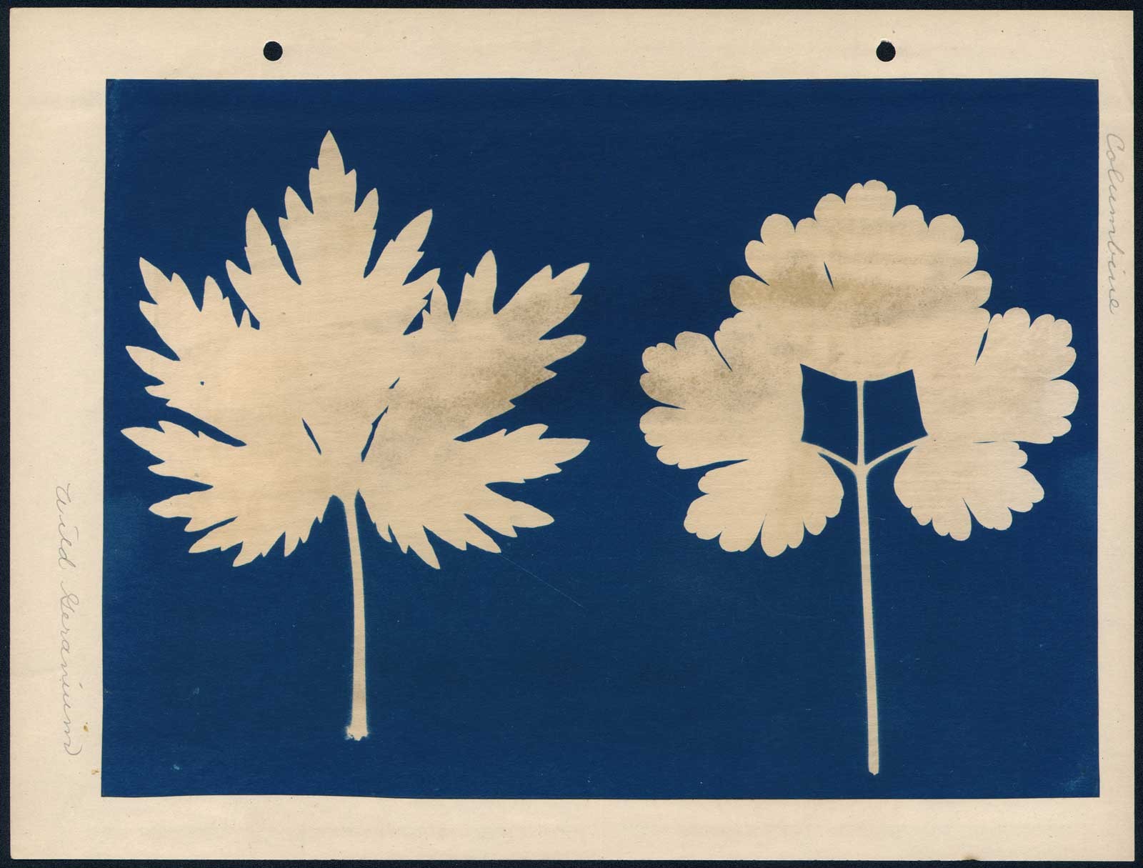 Wild Geranium | Columbine