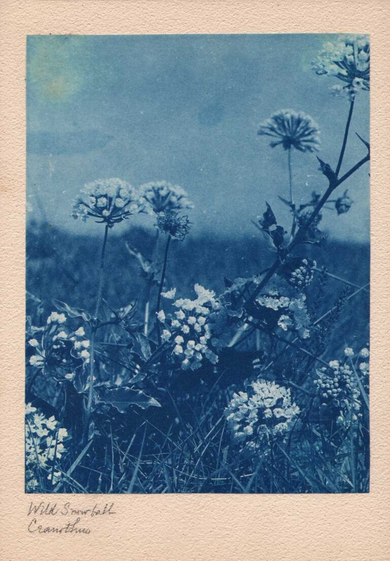 Wild Snowball | Ceanothus