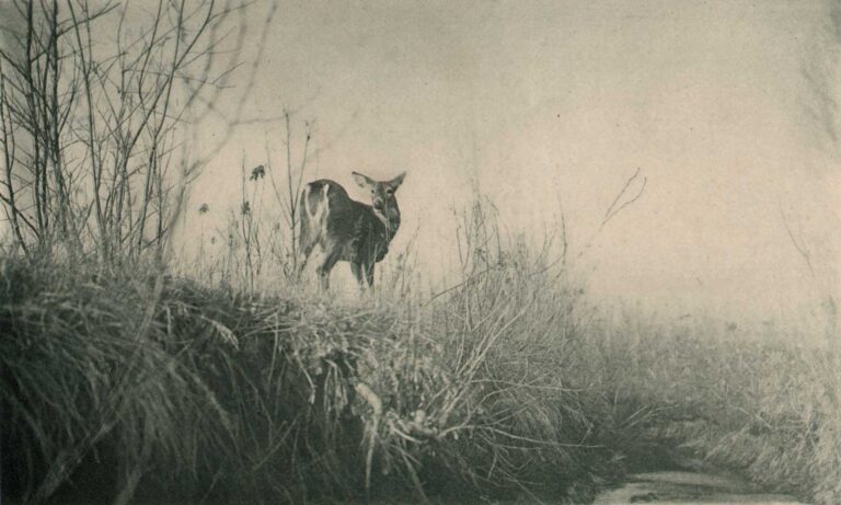 White Tail Deer  (Wild, From Life)