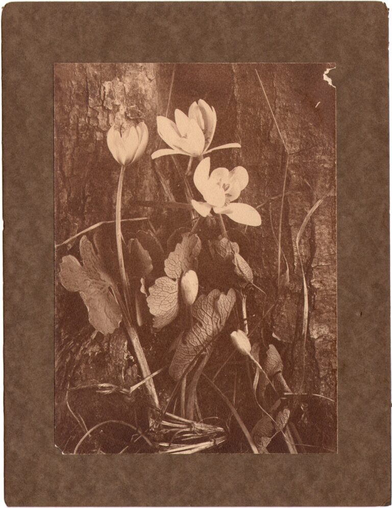 Sanguinaria  (Bloodroot)