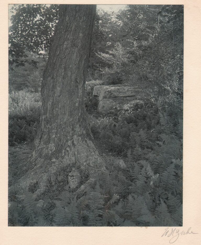 A Veteran of the Forest