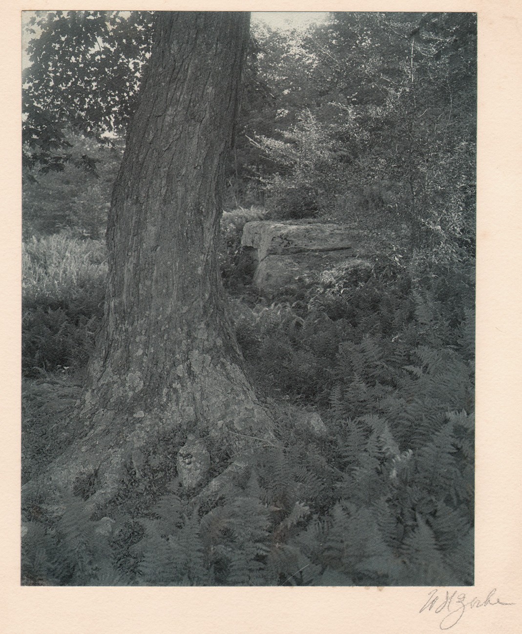 A Veteran of the Forest