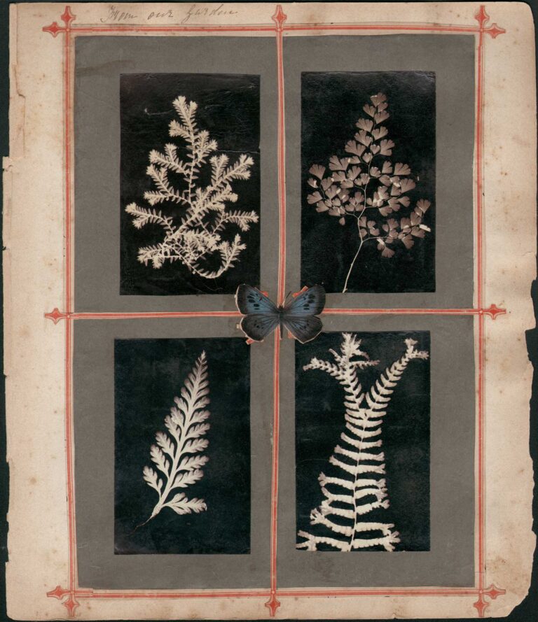 Scrapbook leaf of Plant Photograms