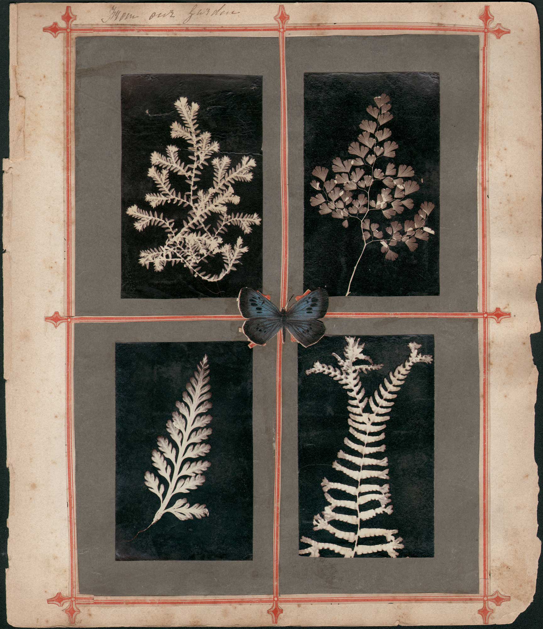 Scrapbook leaf of Plant Photograms