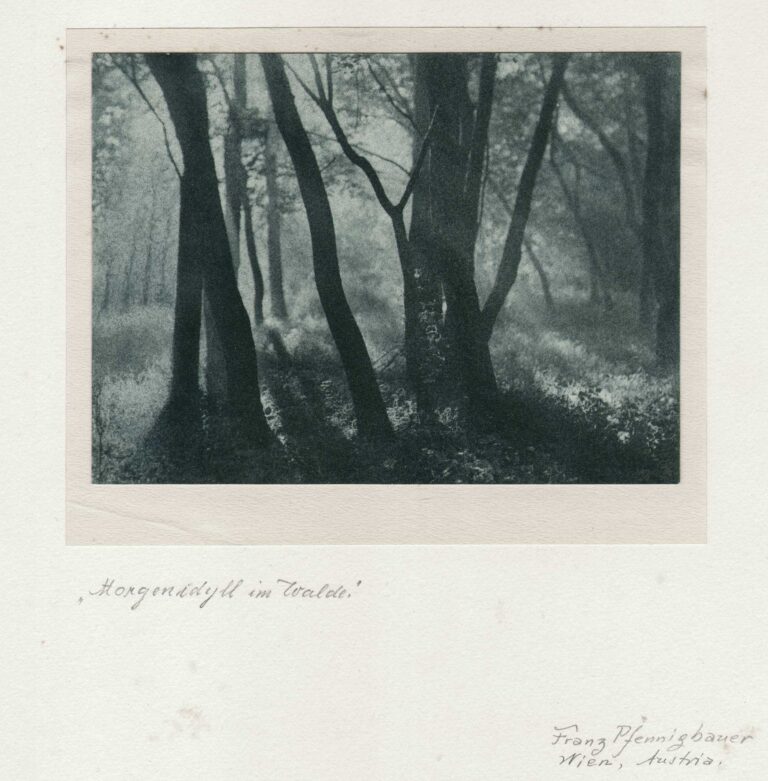 Morgenidyll im Walde