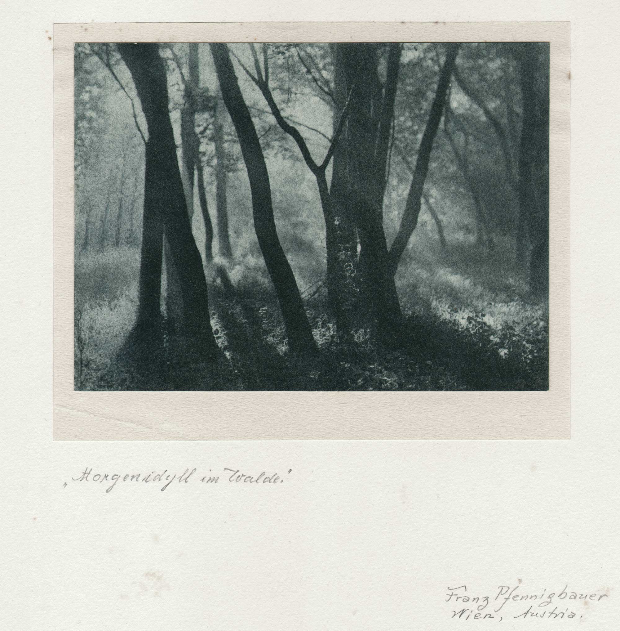 Morgenidyll im Walde