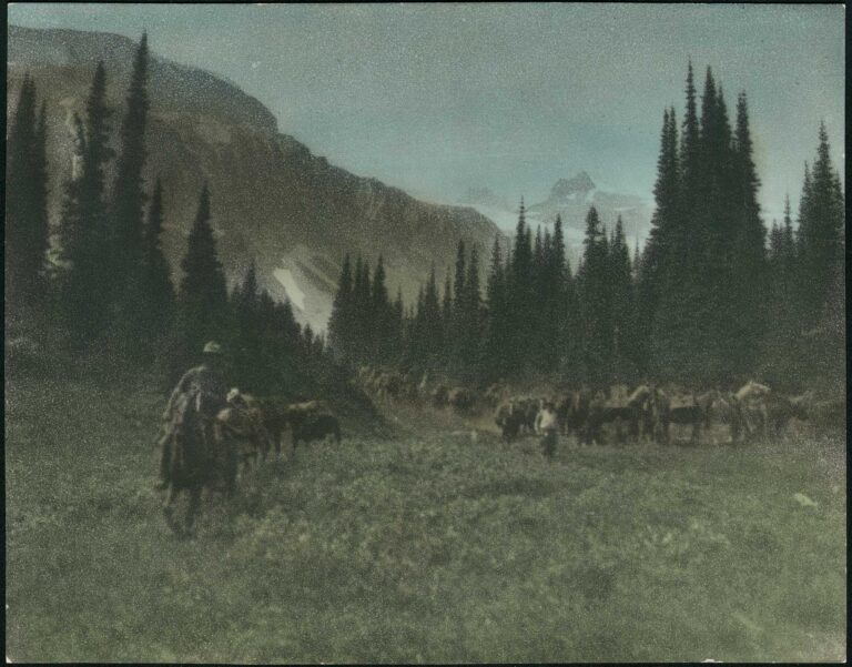 Mountain Valley Pack Horses in Oregon or Washington State