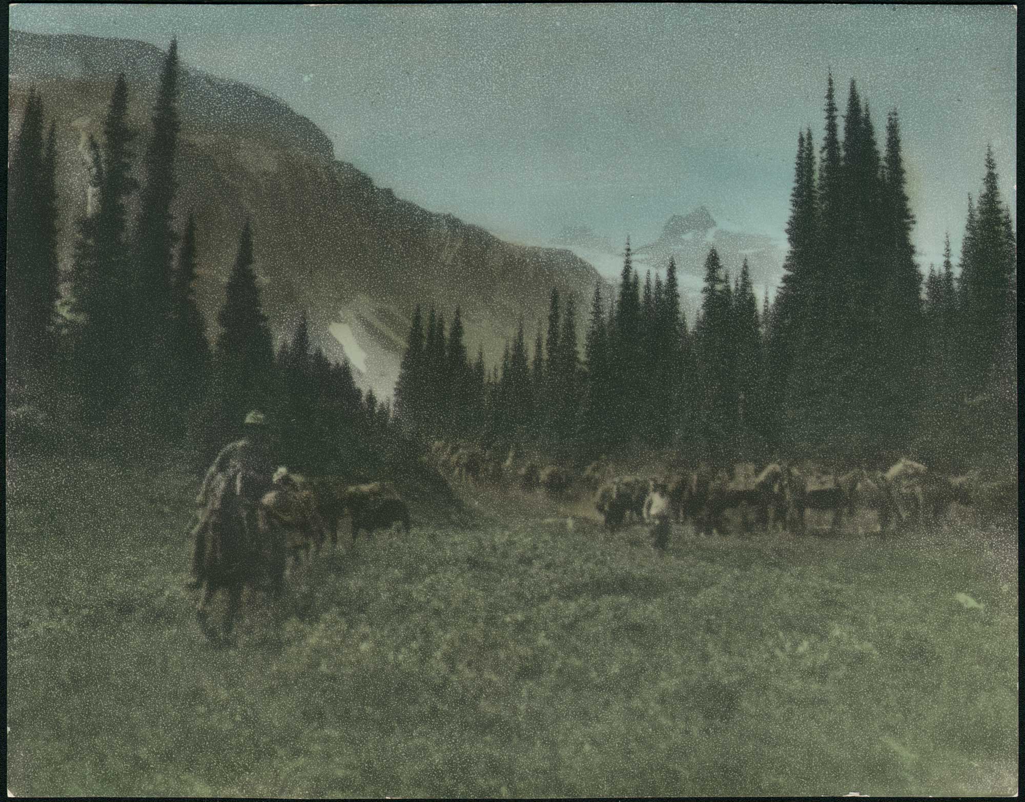 Mountain Valley Pack Horses in Oregon or Washington State